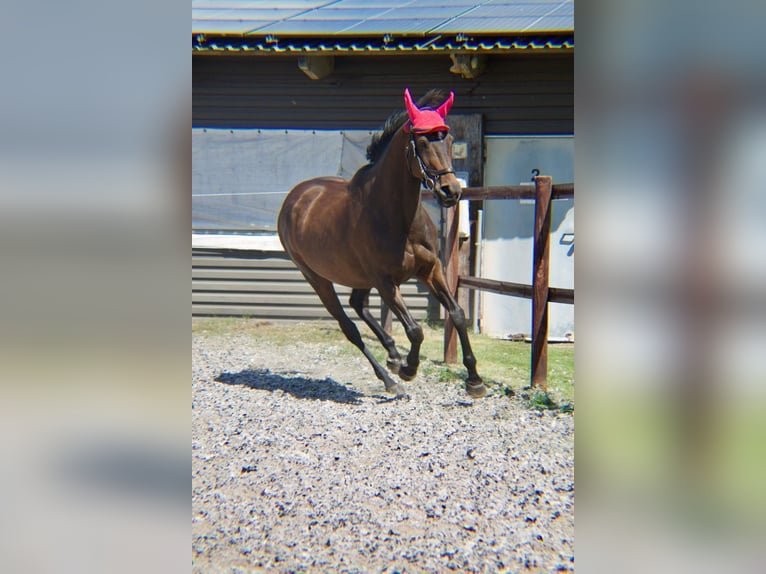 Pur-sang anglais Jument 15 Ans 163 cm Bai brun in Dreschvitz