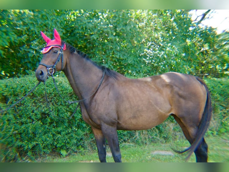 Pur-sang anglais Jument 15 Ans 163 cm Bai brun in Dreschvitz