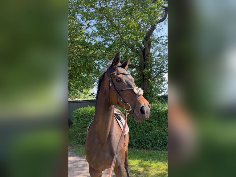 Pur-sang anglais Jument 15 Ans 163 cm Bai brun in Dreschvitz