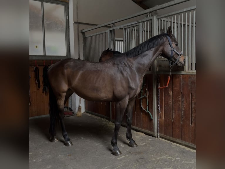 Pur-sang anglais Croisé Jument 15 Ans 165 cm Bai in Freienfeld