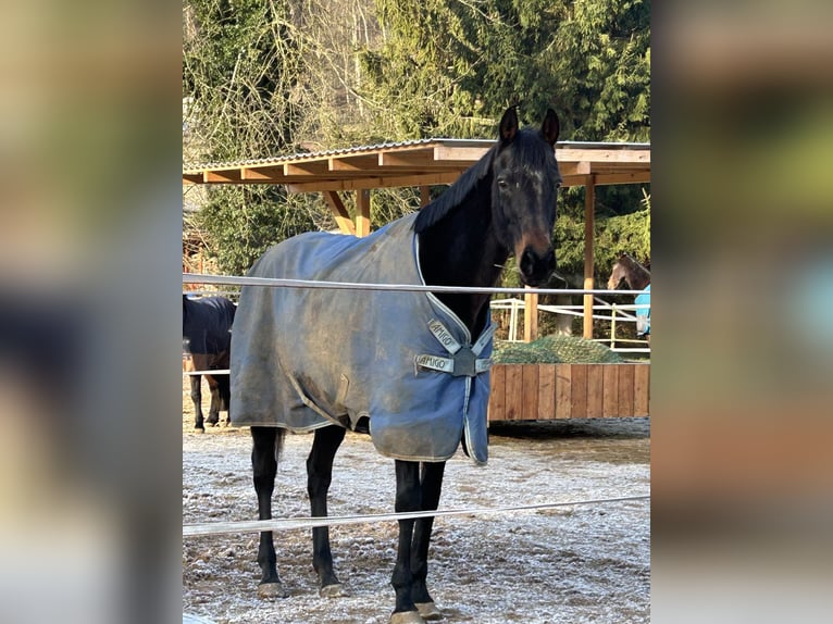 Pur-sang anglais Jument 16 Ans 160 cm Noir in Miltenberg