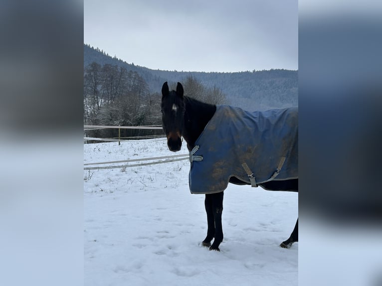 Pur-sang anglais Jument 16 Ans 160 cm Noir in Miltenberg