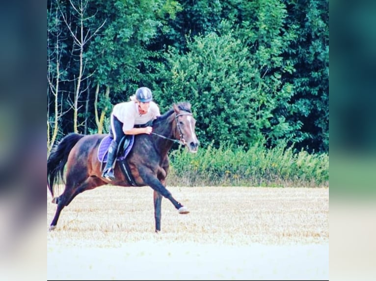 Pur-sang anglais Jument 16 Ans 166 cm Bai brun in Möhnesee