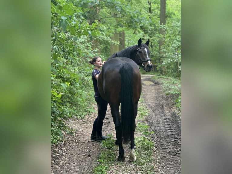 Pur-sang anglais Jument 16 Ans 166 cm Bai brun in Möhnesee