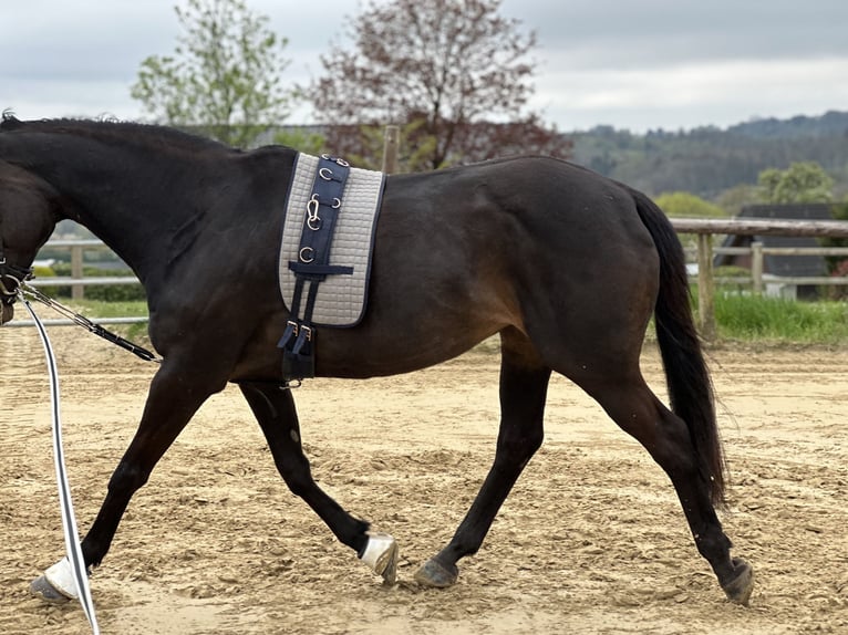 Pur-sang anglais Jument 16 Ans 166 cm Bai brun foncé in Kürten