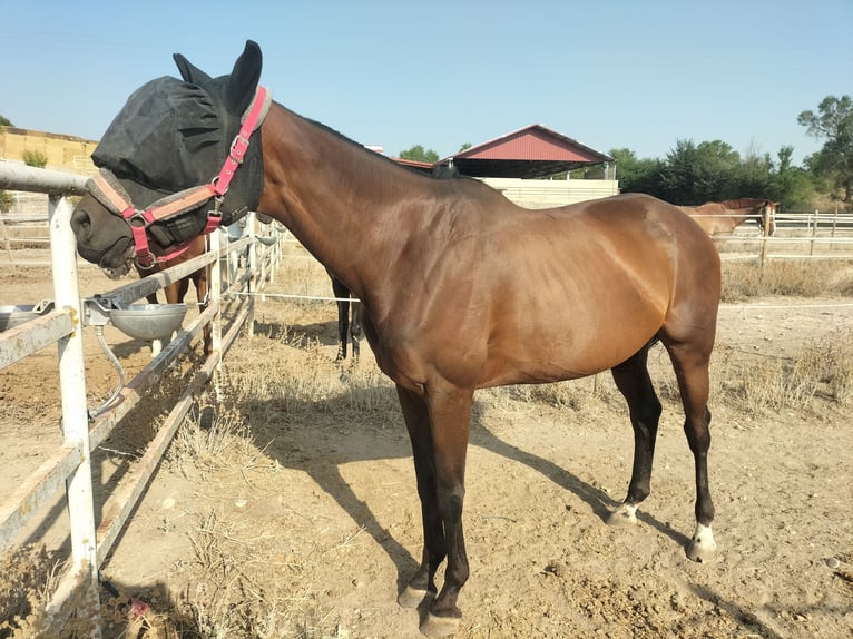 Pur-sang anglais Jument 16 Ans 167 cm Bai in Valladolid