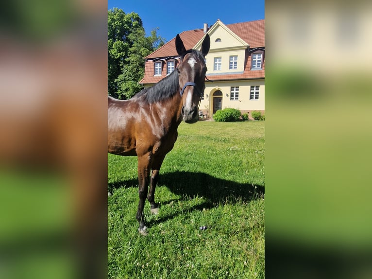 Pur-sang anglais Jument 17 Ans 165 cm  in Neuenhagen bei Berlin