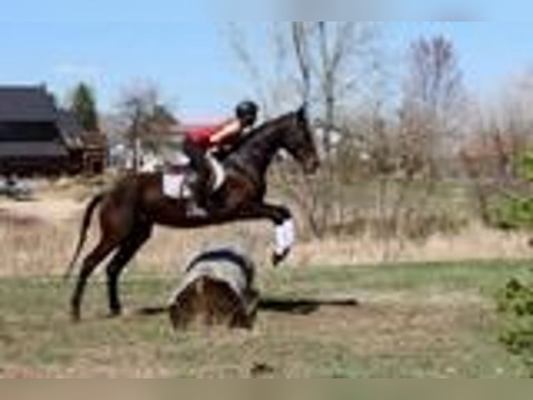 Pur-sang anglais Jument 17 Ans 173 cm Bai cerise in Fort Collins, CO