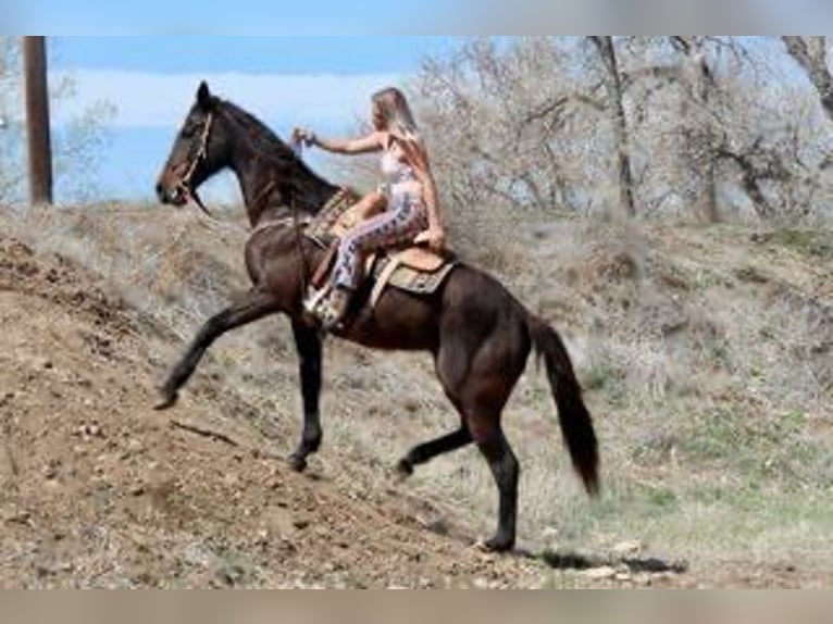 Pur-sang anglais Jument 17 Ans 173 cm Bai cerise in Fort Collins, CO