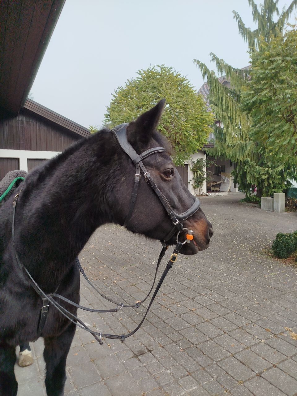 Pur-sang anglais Jument 19 Ans 148 cm Bai brun in Bazenheid