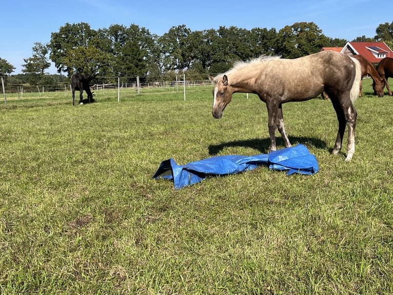 Pur-sang anglais Jument 1 Année 146 cm Palomino in Lingen