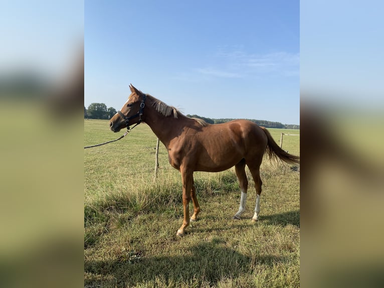 Pur-sang anglais Jument 1 Année 165 cm Alezan in Briest