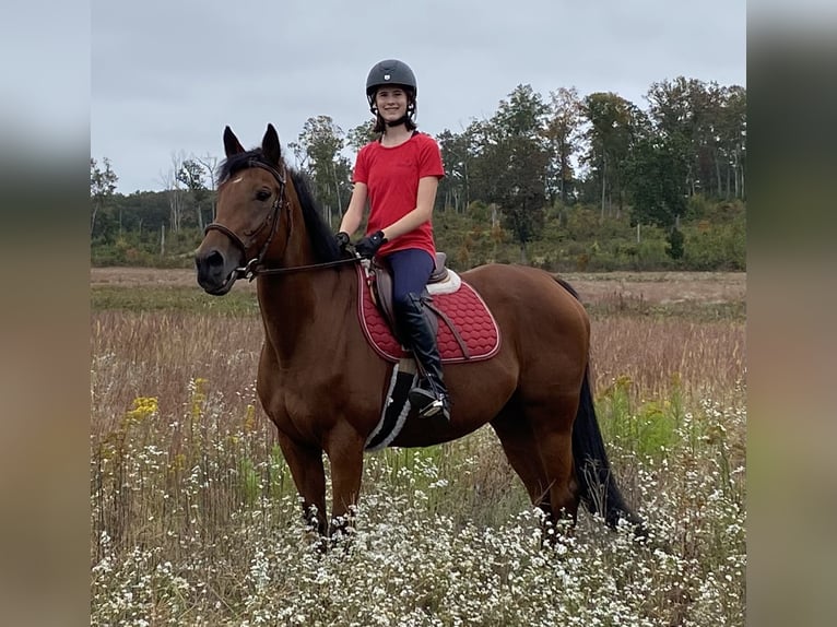 Pur-sang anglais Jument 21 Ans 152 cm Bai cerise in Suffield, CT