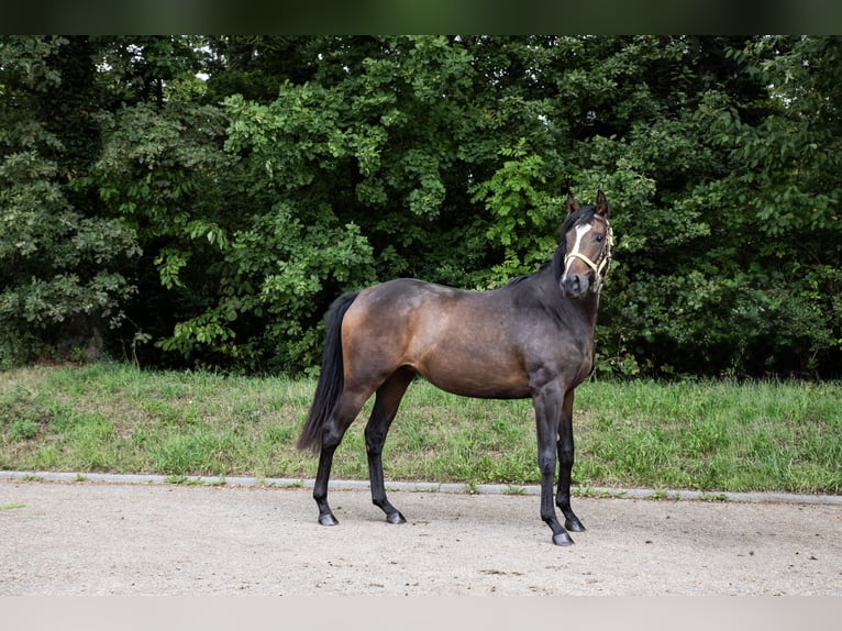Pur-sang anglais Jument 2 Ans 160 cm Bai brun in Empfingen