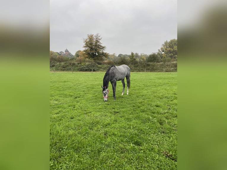 Pur-sang anglais Jument 2 Ans 160 cm Gris pommelé in K&#xF6;ln