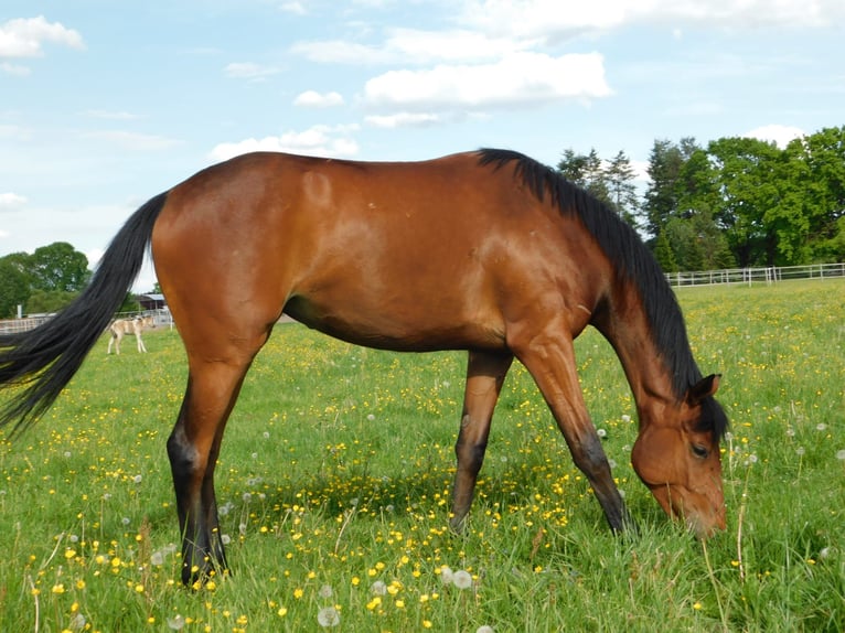 Pur-sang anglais Jument 2 Ans 162 cm Bai in Neu-Lübenau