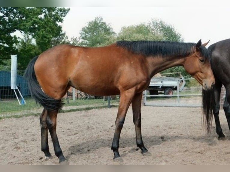 Pur-sang anglais Jument 2 Ans 162 cm Bai in Neu-Lübenau