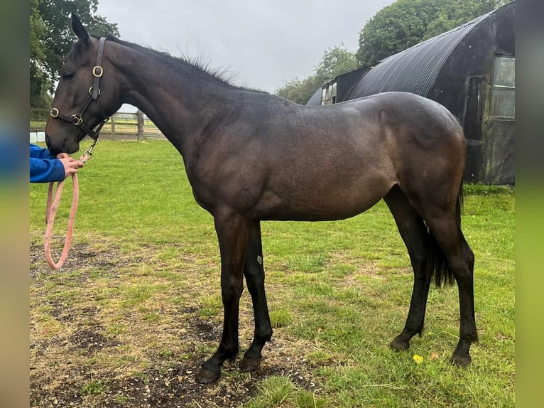 Pur-sang anglais Croisé Jument 2 Ans 163 cm Bai in Norfolk