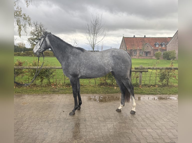 Pur-sang anglais Jument 3 Ans 160 cm Gris pommelé in Köln