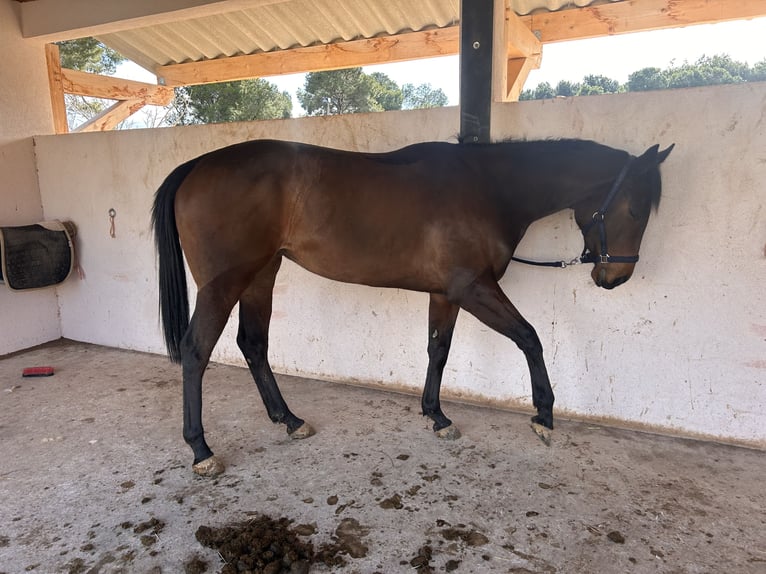 Pur-sang anglais Jument 3 Ans 165 cm Bai in Martigues
