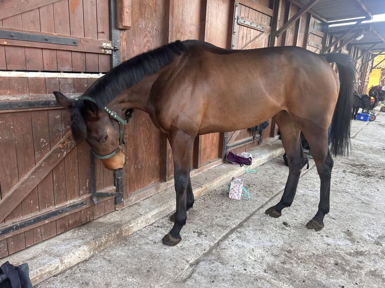Pur-sang anglais Jument 3 Ans 165 cm Bai in Martigues