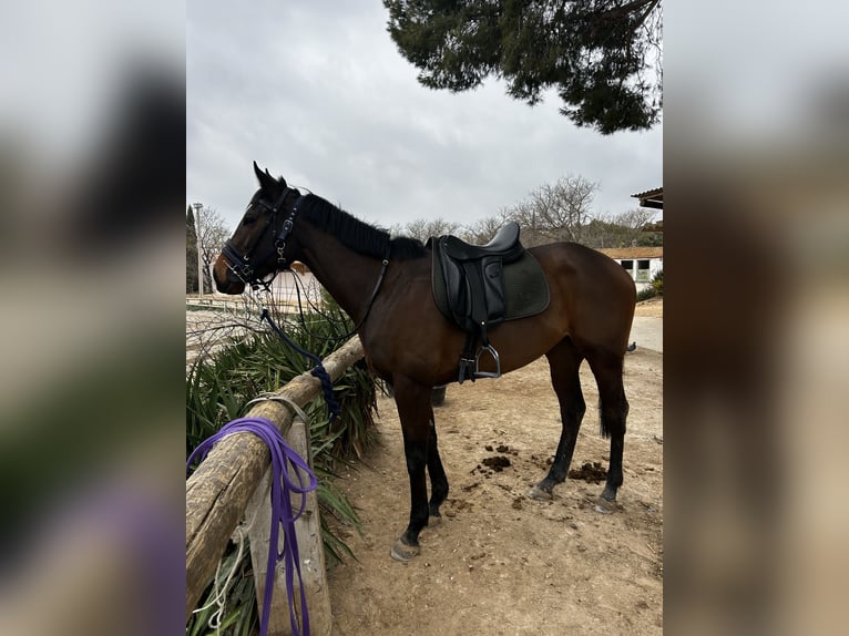 Pur-sang anglais Jument 3 Ans 165 cm Bai in Martigues