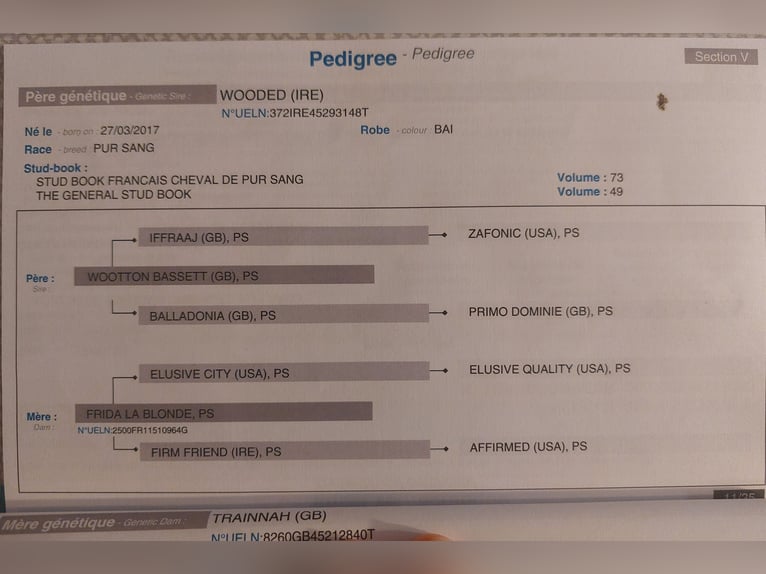 Pur-sang anglais Jument 3 Ans 165 cm Bai in Naila