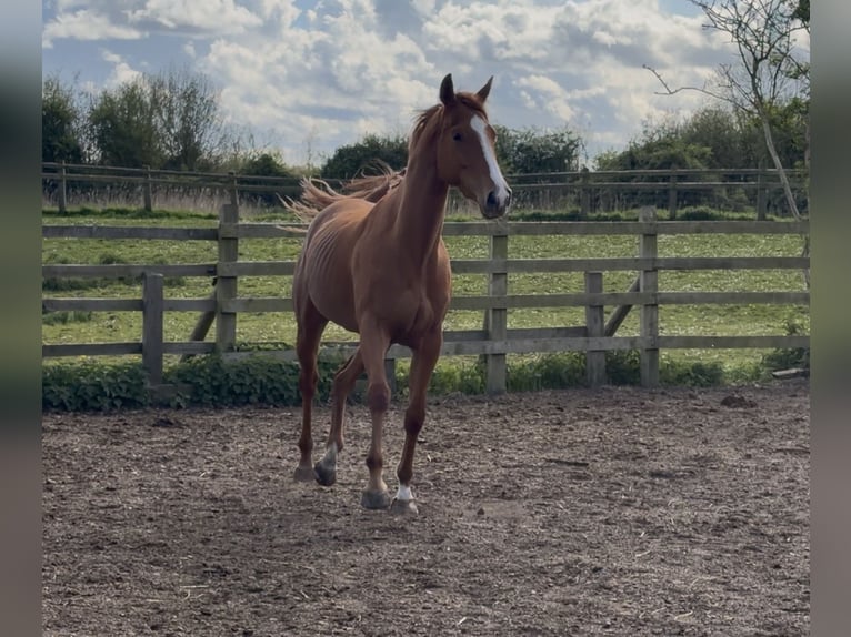 Pur-sang anglais Jument 3 Ans Alezan brûlé in Bridgwater, Somerset