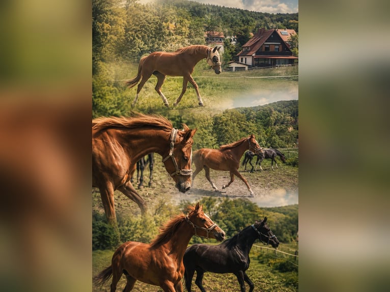 Pur-sang anglais Jument 3 Ans Alezan in Homberg (Efze)