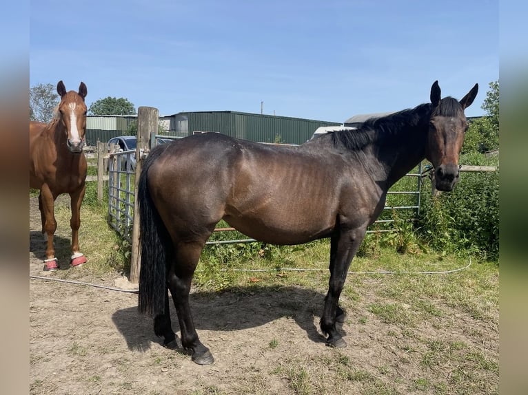 Pur-sang anglais Jument 4 Ans 152 cm Bai cerise in Bridgwater, Somerset