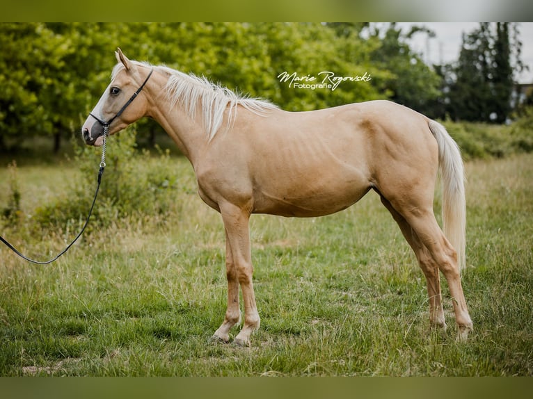 Pur-sang anglais Jument 4 Ans 156 cm Palomino in Beaumont-Pied-de-Buf