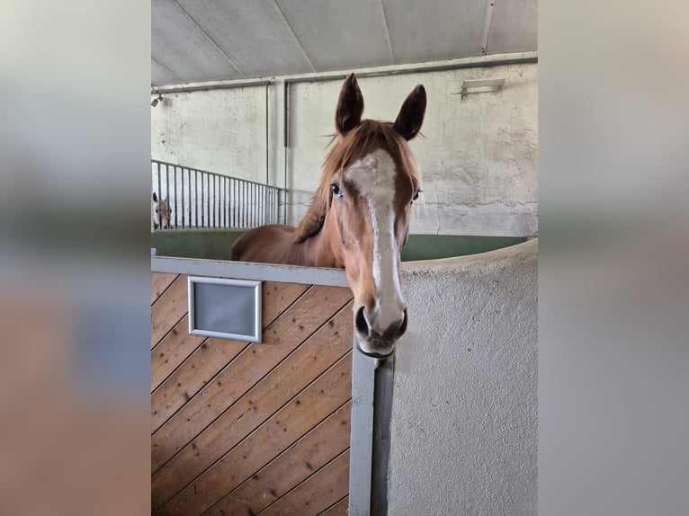 Pur-sang anglais Jument 4 Ans 158 cm Alezan in Dettighofen-Berwangen