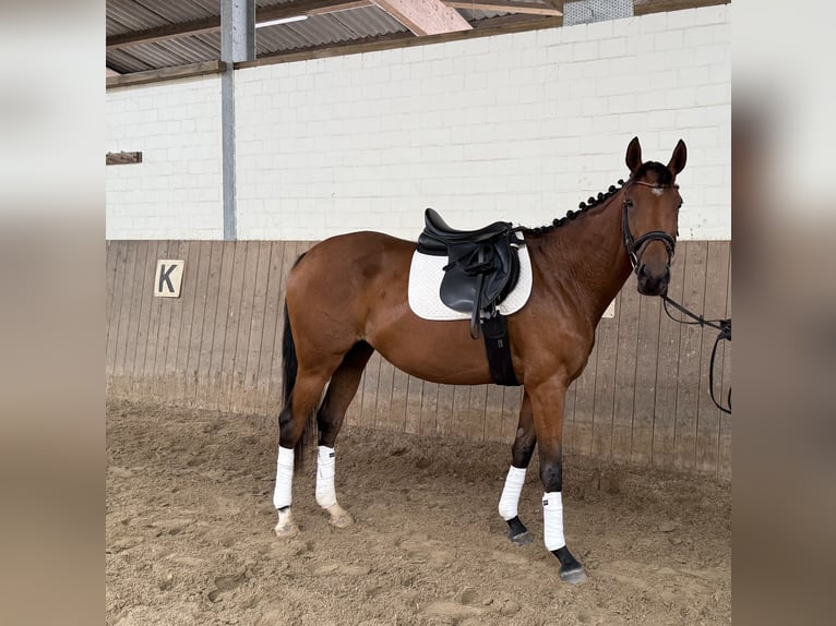 Pur-sang anglais Jument 4 Ans 158 cm Bai in Bremen