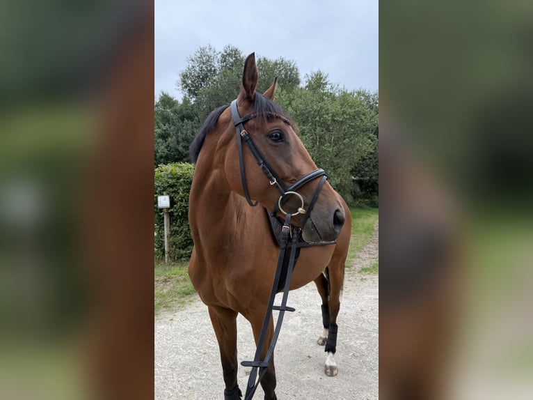 Pur-sang anglais Jument 4 Ans 158 cm Bai in Bremen