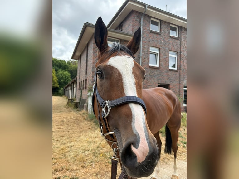 Pur-sang anglais Jument 4 Ans 158 cm Bai in Krefeld