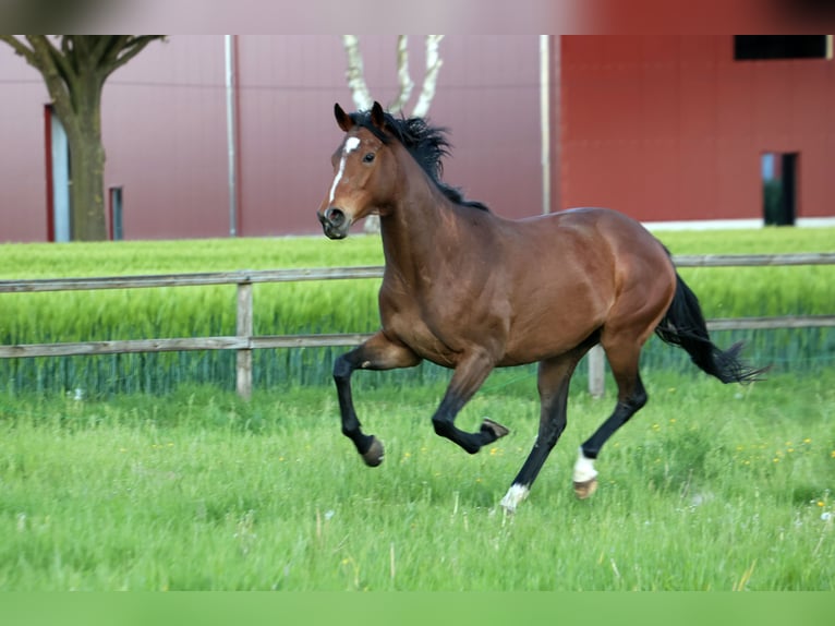 Pur-sang anglais Jument 4 Ans 162 cm Bai in Colnrade