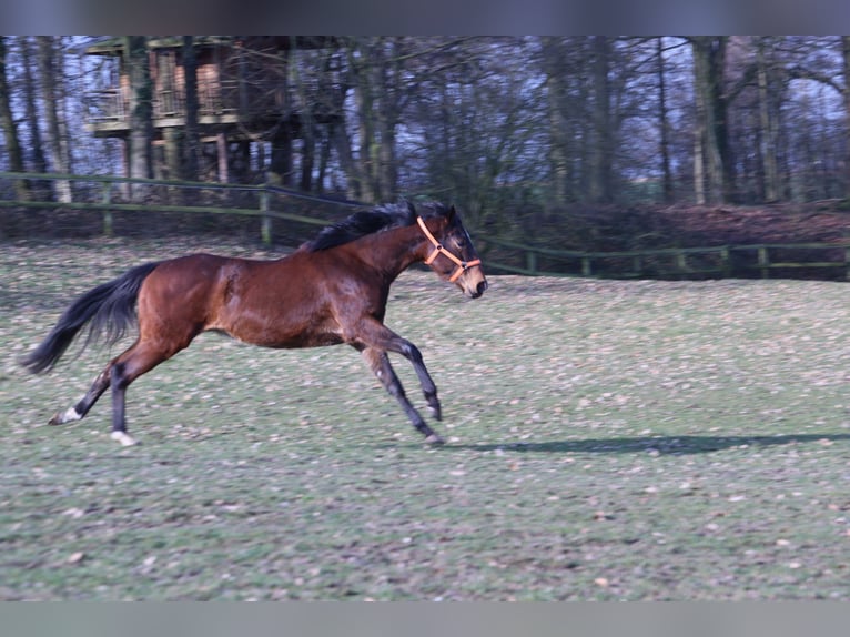 Pur-sang anglais Jument 4 Ans 162 cm Bai in Colnrade