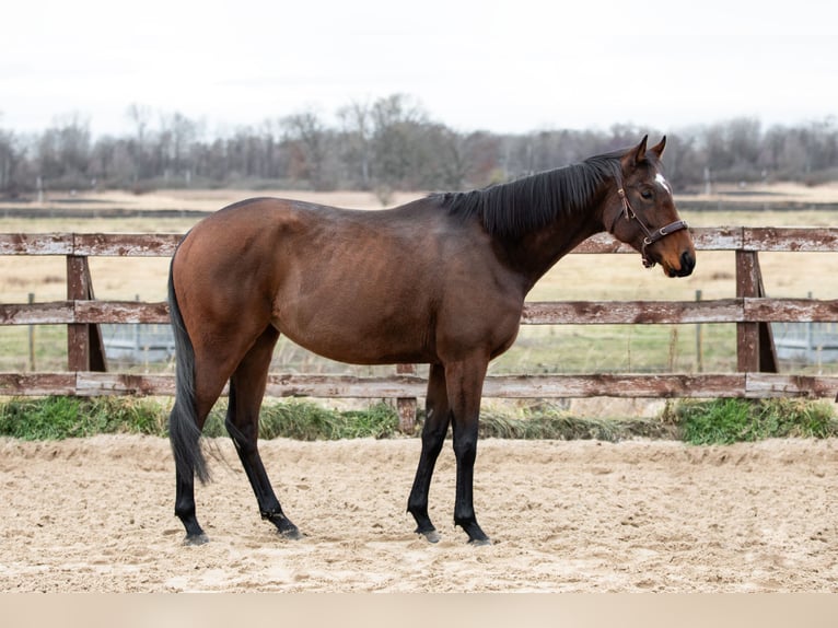 Pur-sang anglais Jument 4 Ans 163 cm Bai in Mittenwalde