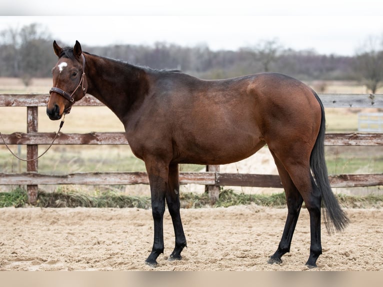 Pur-sang anglais Jument 4 Ans 163 cm Bai in Mittenwalde