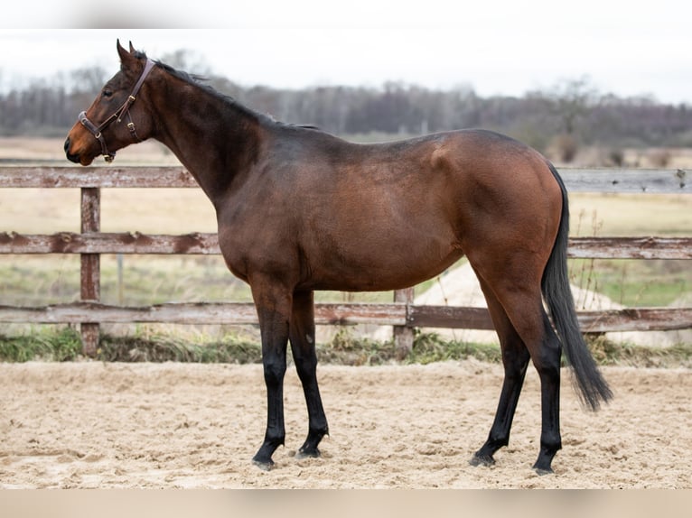 Pur-sang anglais Jument 4 Ans 163 cm Bai in Mittenwalde