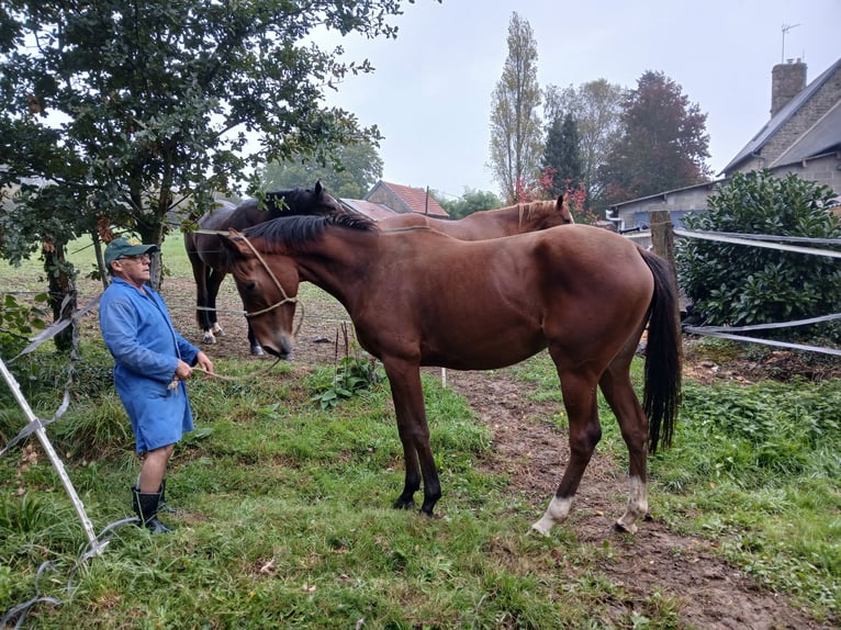 Pur-sang anglais Jument 4 Ans 165 cm Bai in LE LUOT