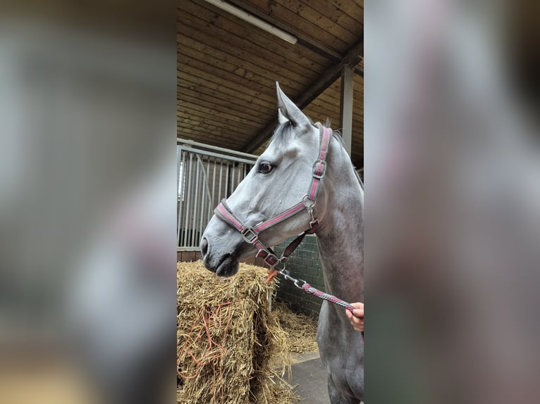 Pur-sang anglais Jument 4 Ans 166 cm in Moers