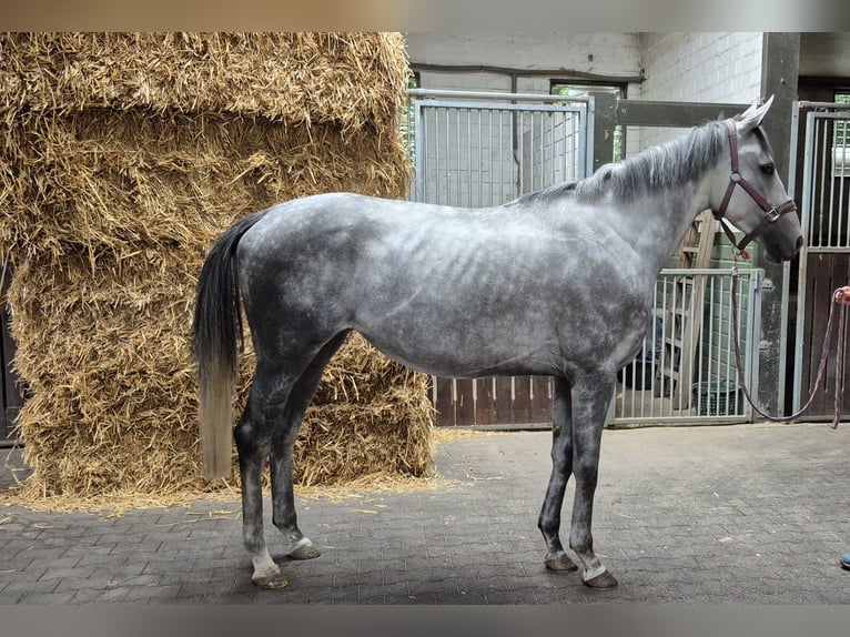 Pur-sang anglais Jument 4 Ans 166 cm in Moers