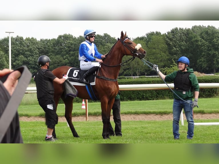 Pur-sang anglais Jument 4 Ans 168 cm in Neuenhagen