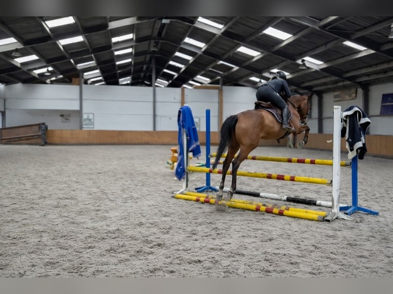 Pur-sang anglais Jument 4 Ans 171 cm Bai in Renswoude