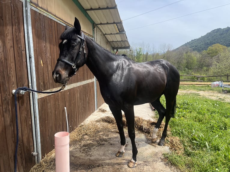 Pur-sang anglais Jument 4 Ans 175 cm Bai in Spoleto
