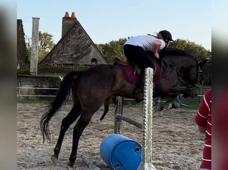 Pur-sang anglais Jument 4 Ans Bai brun foncé in Nazelles-Négron