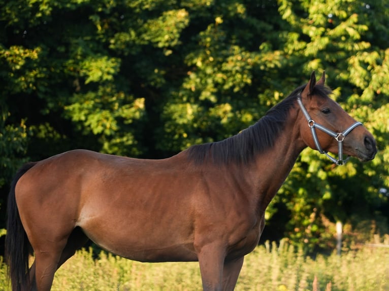 Pur-sang anglais Jument 5 Ans 158 cm Bai in Steinh&#xF6;fel