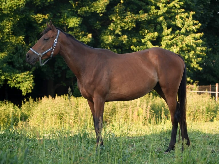 Pur-sang anglais Jument 5 Ans 158 cm Bai in Steinh&#xF6;fel