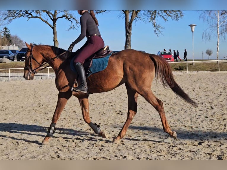 Pur-sang anglais Jument 5 Ans 160 cm Alezan in Kirchberg-Thening